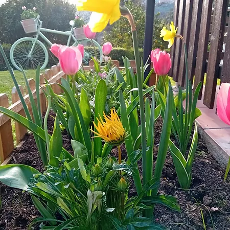 Vignola Oda ve Kahvaltı 4*