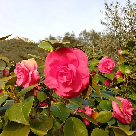 Vignola Oda ve Kahvaltı Levanto