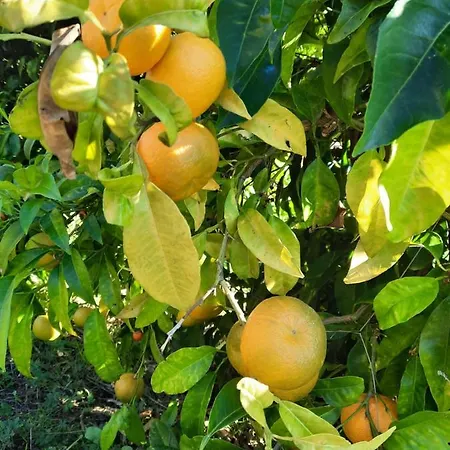 Vignola 4* Λεβάντο