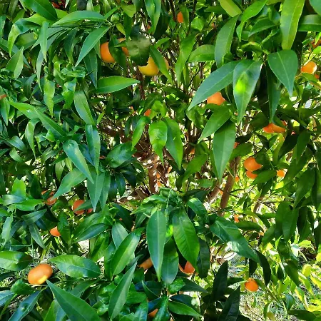 Bed and Breakfast Vignola 4*