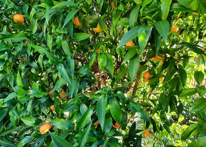 Bed & Breakfast Vignola 4*